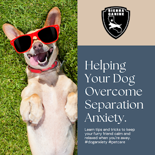 Helping Your Dog Overcome Separation Anxiety